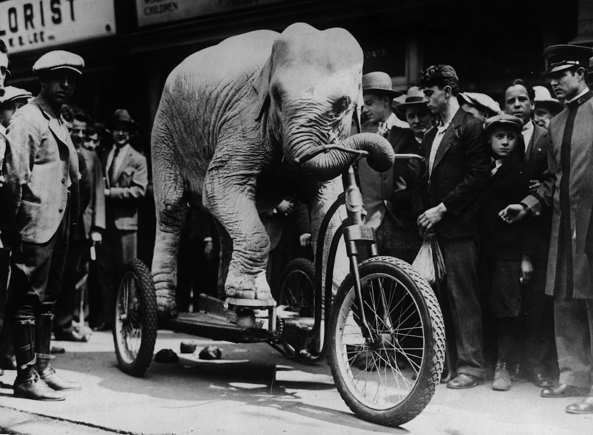 Фото слона на улице ночью 1929 года в России